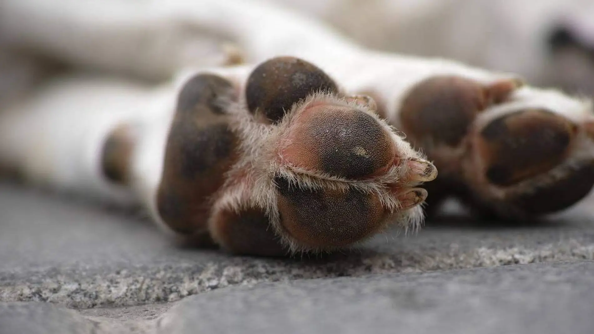 Cinco perros fueron envenenados y mueren en vía pública en  Cuautlancingo